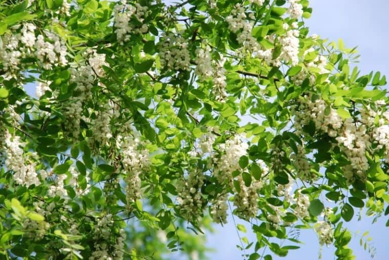 Miód akacjowy – Sposób na naturalne wsparcie Twojej odporności
