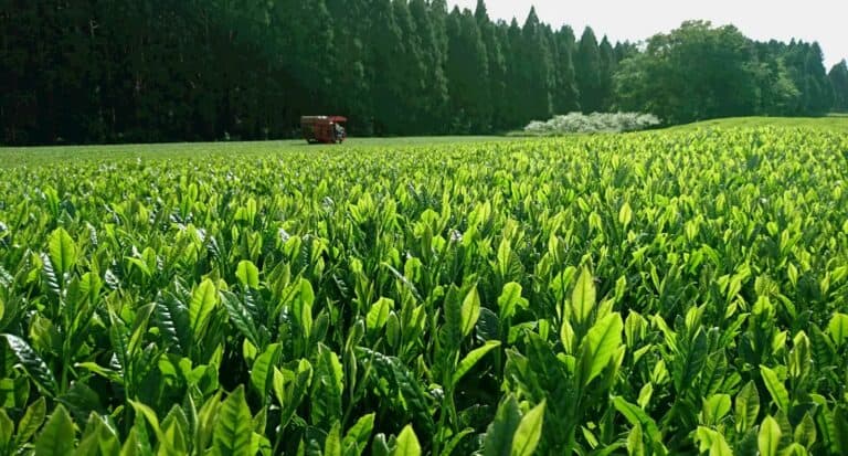 Matcha z miodem – Jak smakuje? Jak wpływa na zdrowie?
