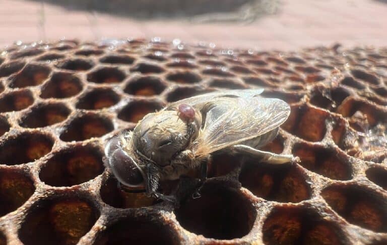 Naturalne leczenie pszczół – Skuteczne i ekologiczne metody