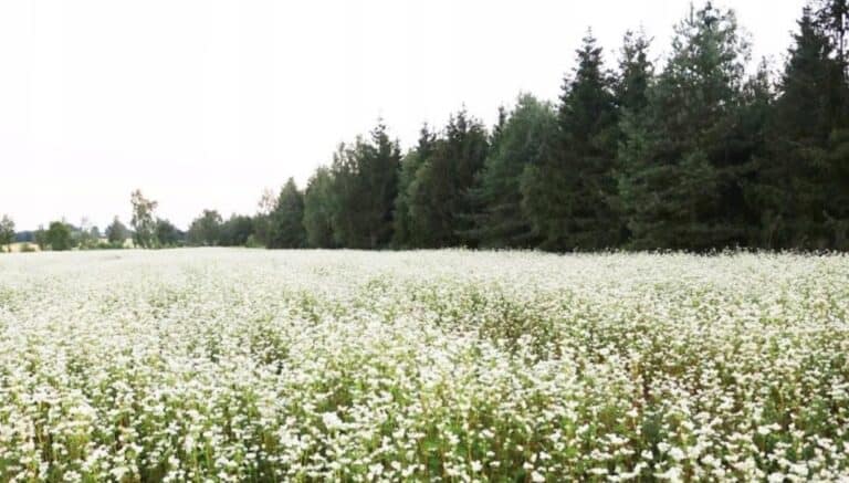 Naturalna siła – miód gryczany na co warto go stosować?