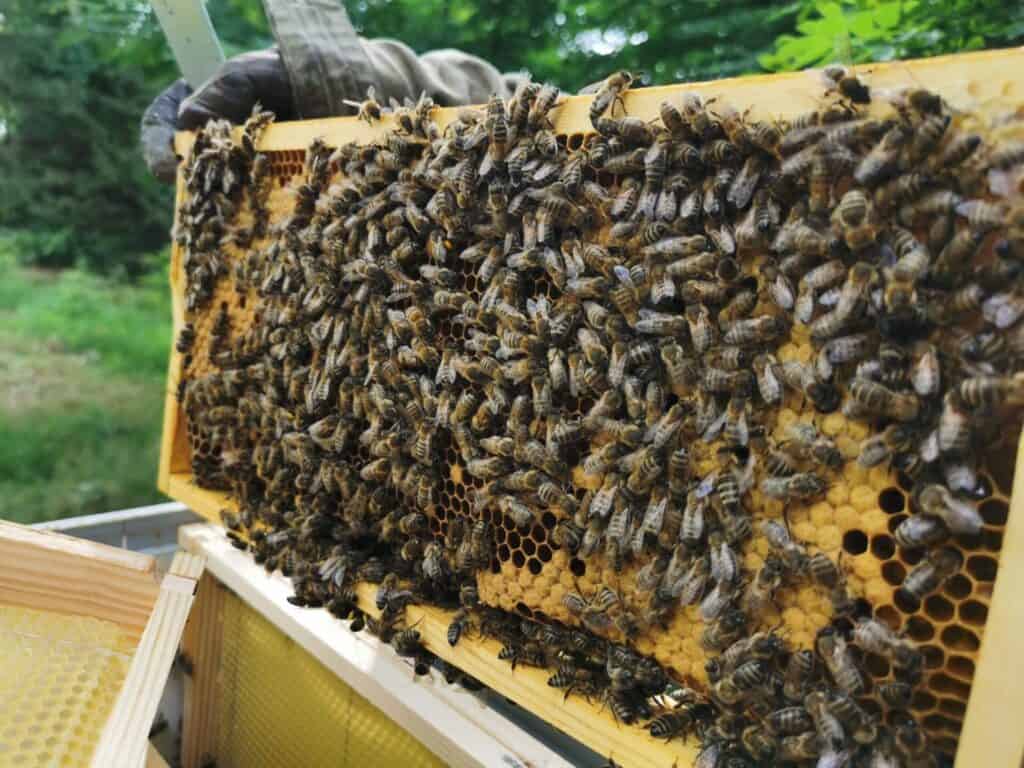 Rysunek pszczół na ramce ula, podkreślający działalność rodziny pszczelarskiej.