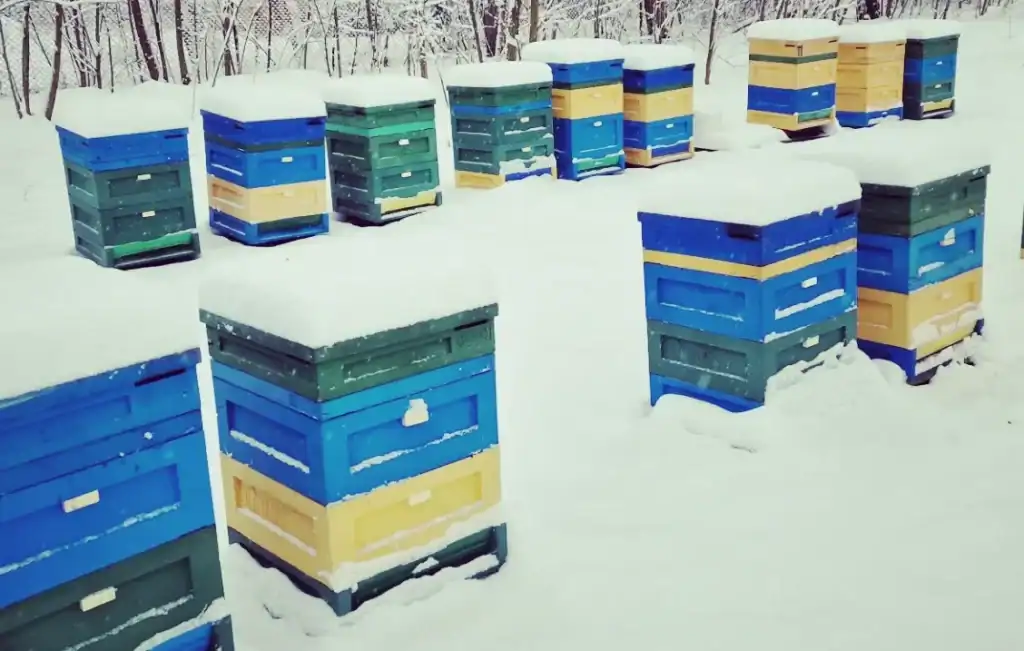 Kolorowe ule na śniegu, hotele dla pszczół w zimowych warunkach.