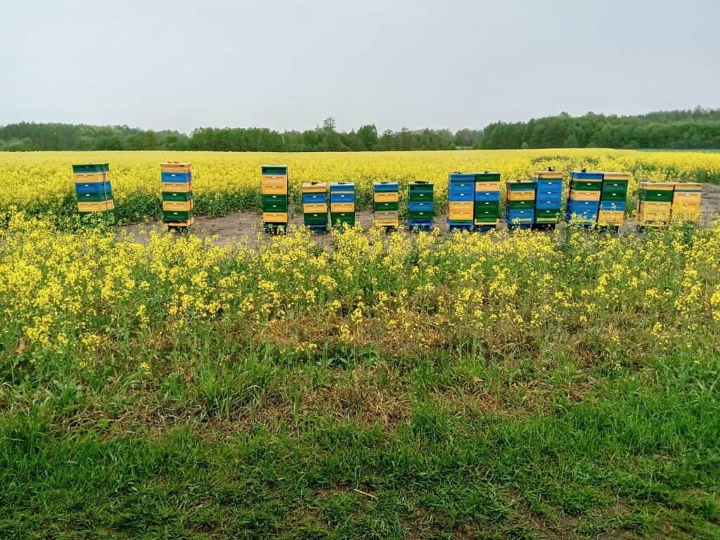 Alt text: Kolorowe ule na polu kwitnącej roślinności wśród zieleni i nieba.